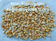 Χαμηλό Cornstarch ΓΠ μη ΓΤΟ τροφίμων άμυλο ινών βαθμού ανθεκτικό RS2 υψηλό